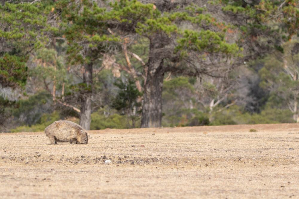 Wombat commun (Vombatus ursinus - Common wombat) 9