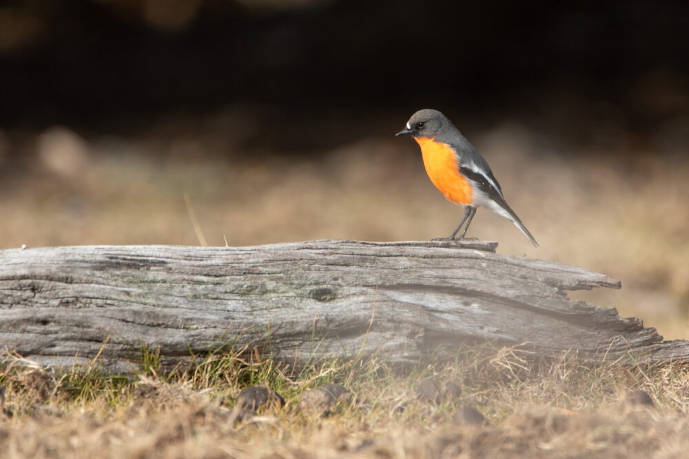 Miro embrasé (Petroica phoenicea - Flame Robin) - Tasmanie