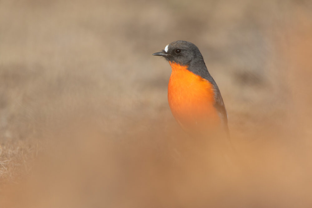 Miro embrasé (Petroica phoenicea - Flame Robin) - Maria Island