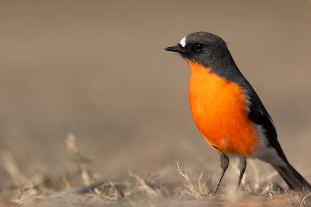 Miro embrasé (Petroica phoenicea - Flame Robin)