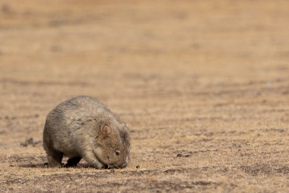 Wombat commun (Vombatus ursinus - Common wombat) 10