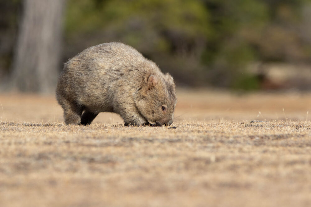 Wombat commun (Vombatus ursinus - Common wombat) 11