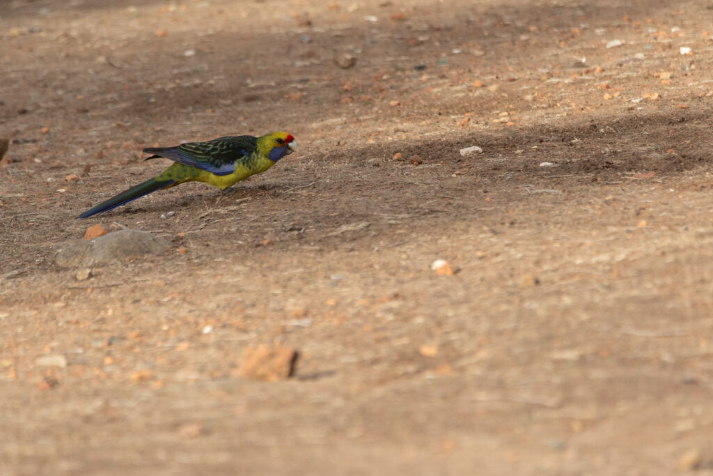 Perruche à ventre jaune (Platycercus caledonicus - Green Rosella)