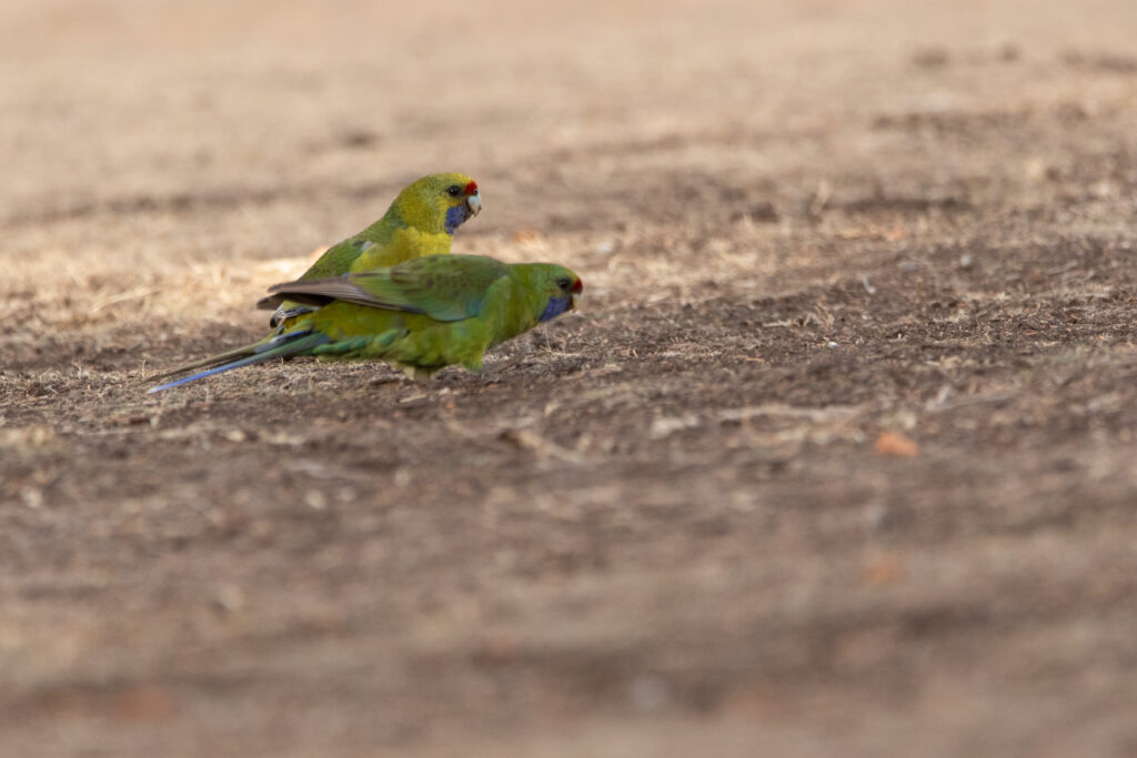 Perruches à ventre jaune (Platycercus caledonicus - Green Rosella)