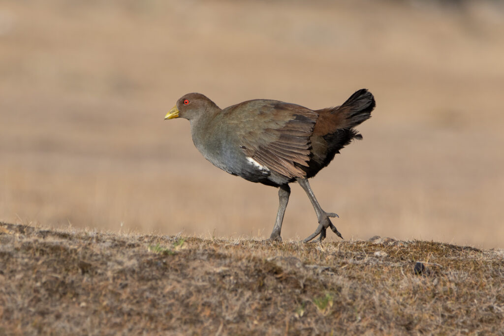 Gallinule de Tasmanie (Tribonyx mortierii - Tasmanian Nativehen)