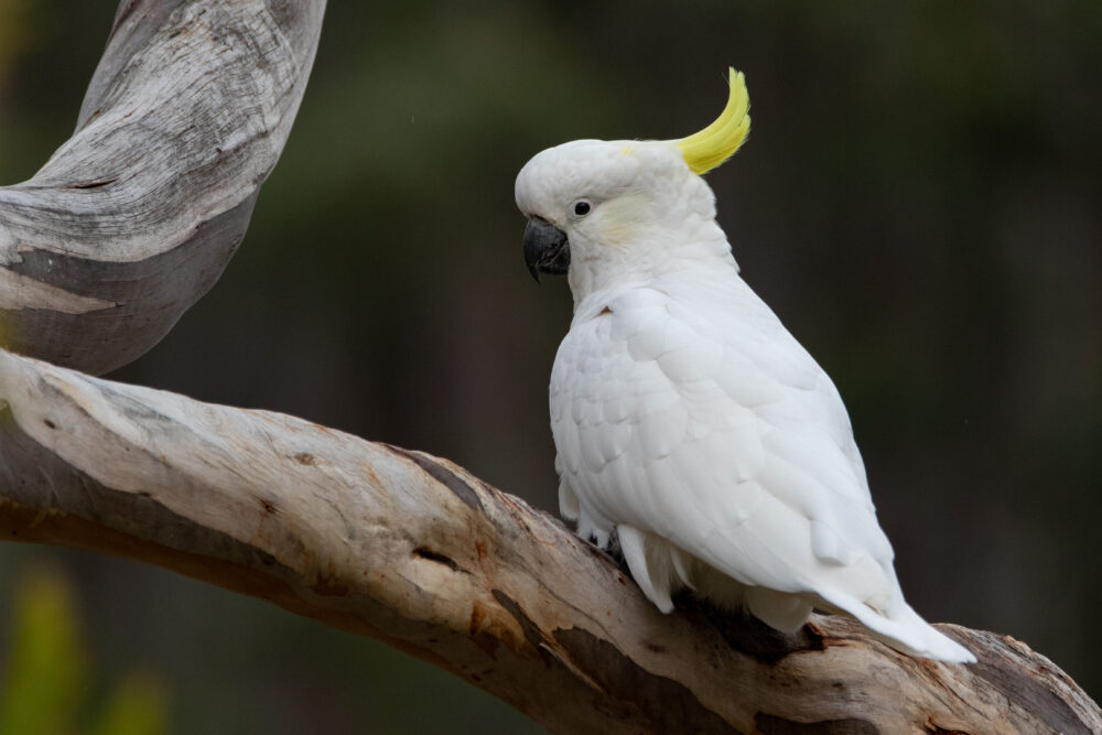 Cacatoès à huppe jaune (Cacatua galerita - Sulphur-crested Cockatoo) - Tasmanie