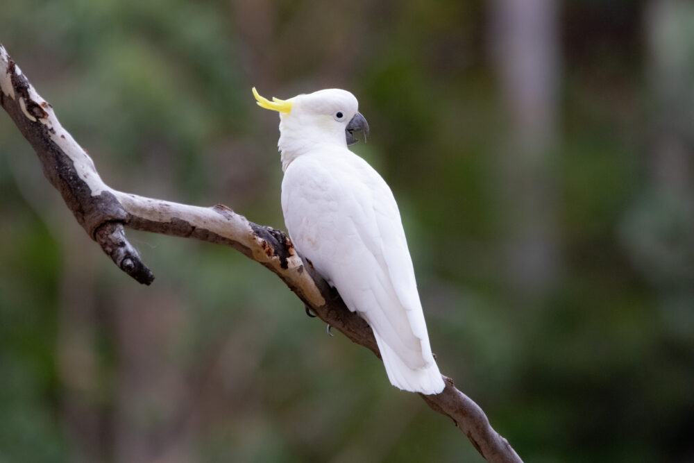 Cacatoès à huppe jaune (Cacatua galerita - Sulphur-crested Cockatoo)
