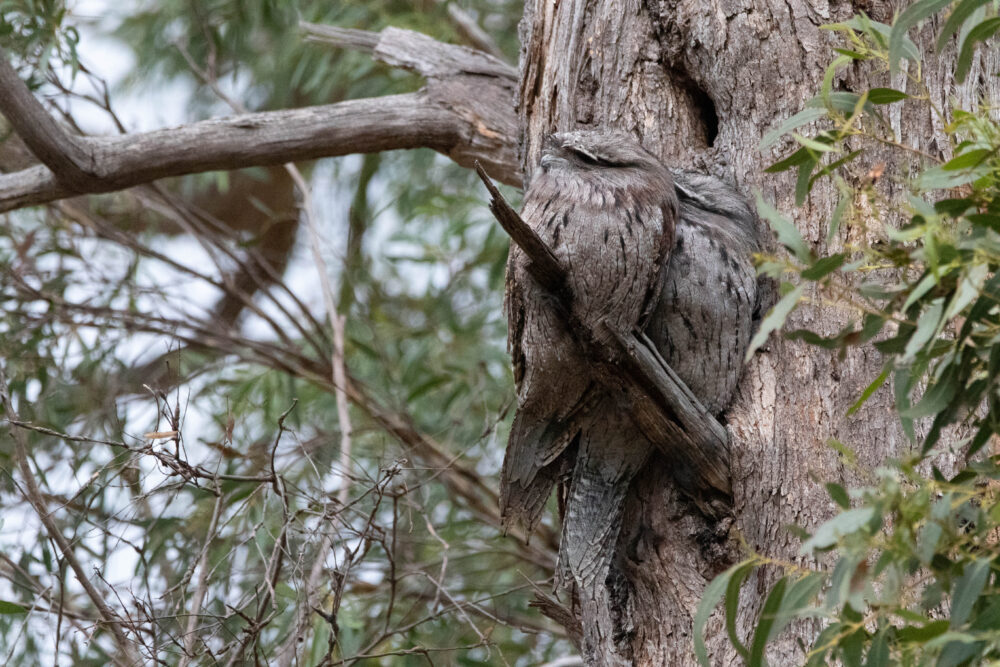 Podarge gris (Podargus strigoides - Tawny Frogmouth)