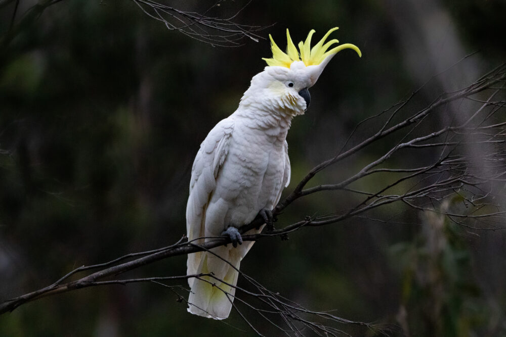 Cacatoès à huppe jaune (Cacatua galerita - Sulphur-crested Cockatoo) - Tasmanie 2