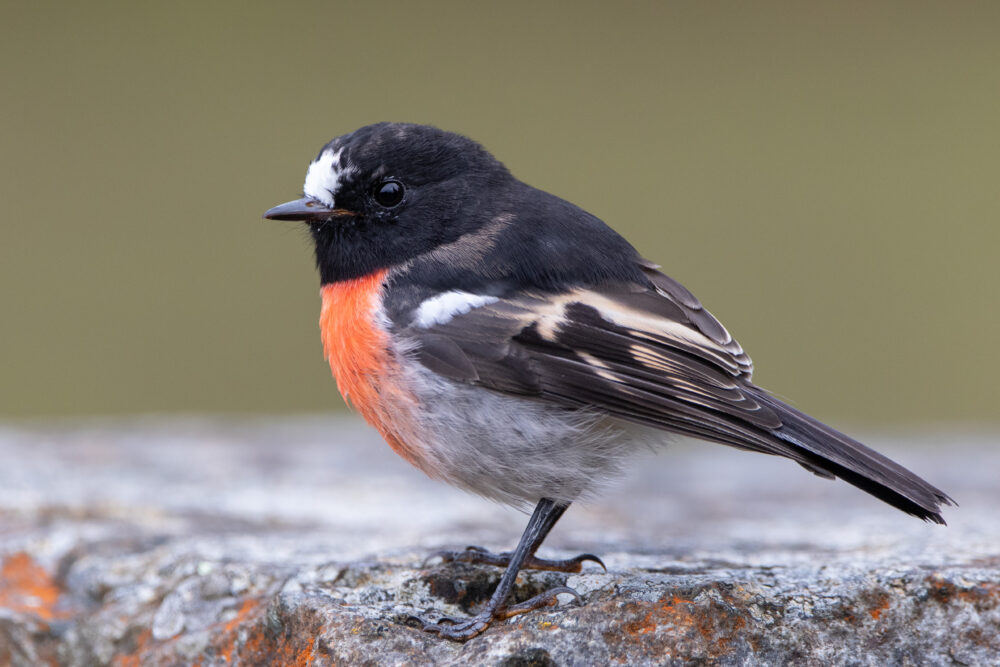Miro boodang (Petroica boodang - Scarlet Robin) - Mount Wellington