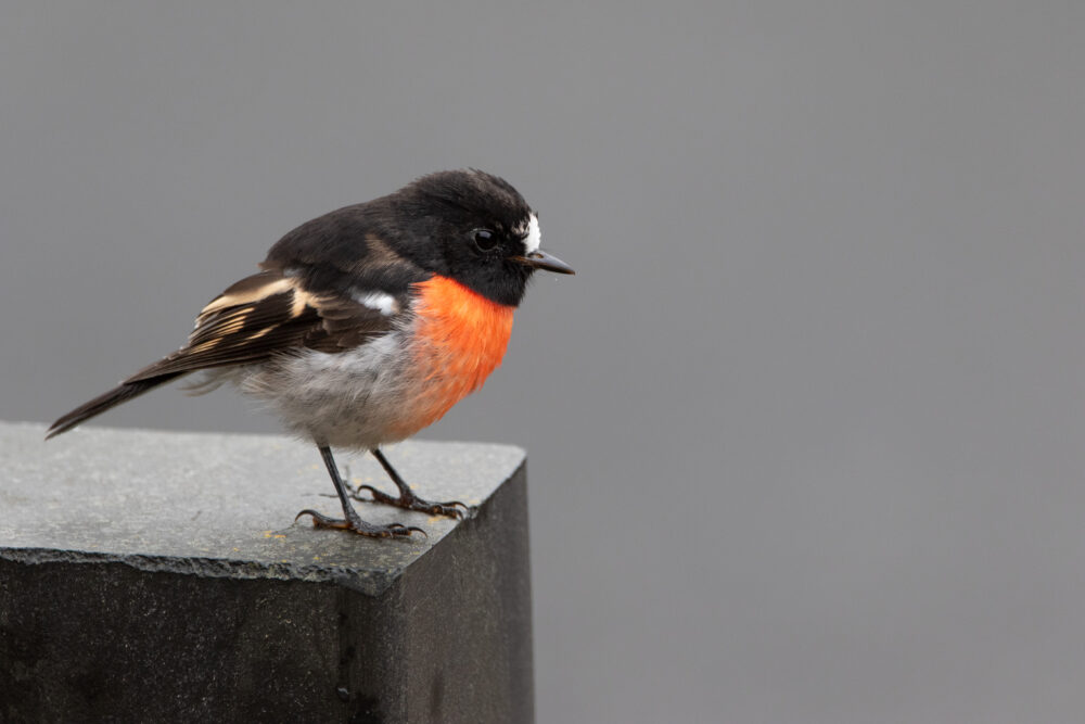 Miro boodang (Petroica boodang - Scarlet Robin) - Tasmanie