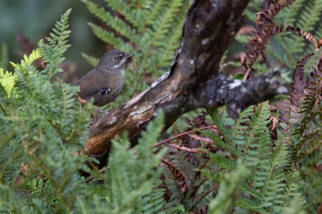 Séricorne brun (Sericornis humilis - Tasmanian Scrubwren) 3