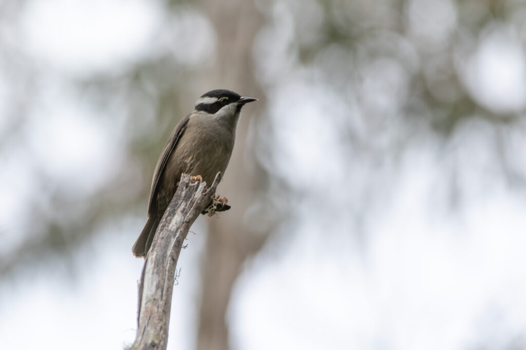 Méliphage à bec fort (Melithreptus validirostris - Strong-billed Honeyeater)