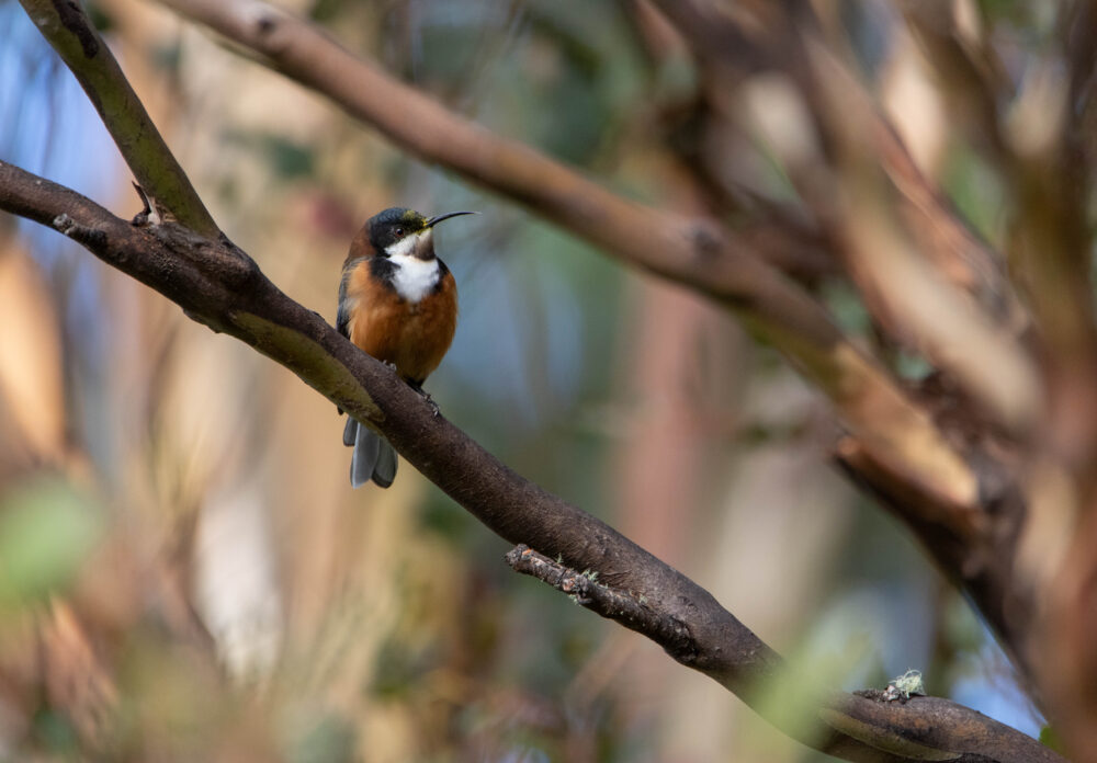 Méliphage à bec grêle (Acanthorhynchus tenuirostris - Eastern Spinebill) 3