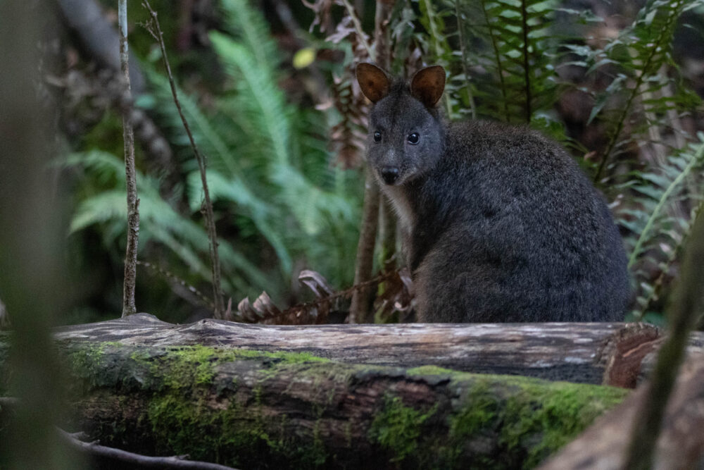 Pademelon à ventre rouge (Thylogale billardierii - Tasmanian Pademelon)