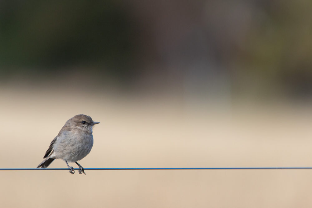 Miro de Tasmanie (Melanodryas vittata - Dusky Robin)