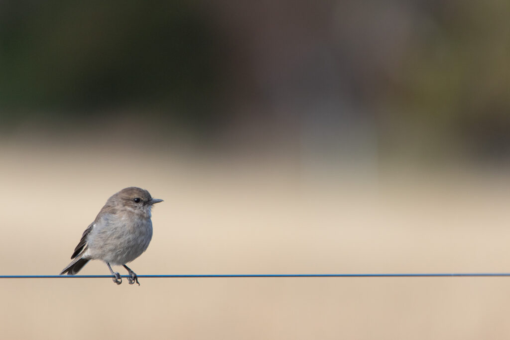 Miro de Tasmanie (Melanodryas vittata - Dusky Robin)