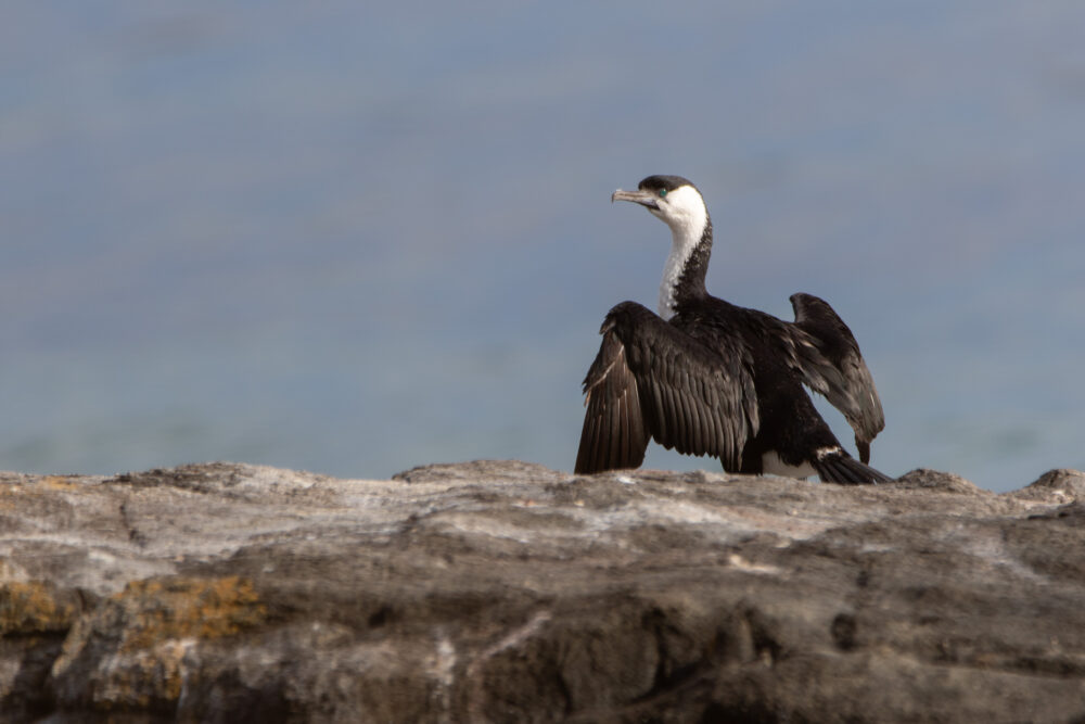 Cormoran de Tasmanie (Phalacrocorax fuscescens - Black-faced Cormorant)