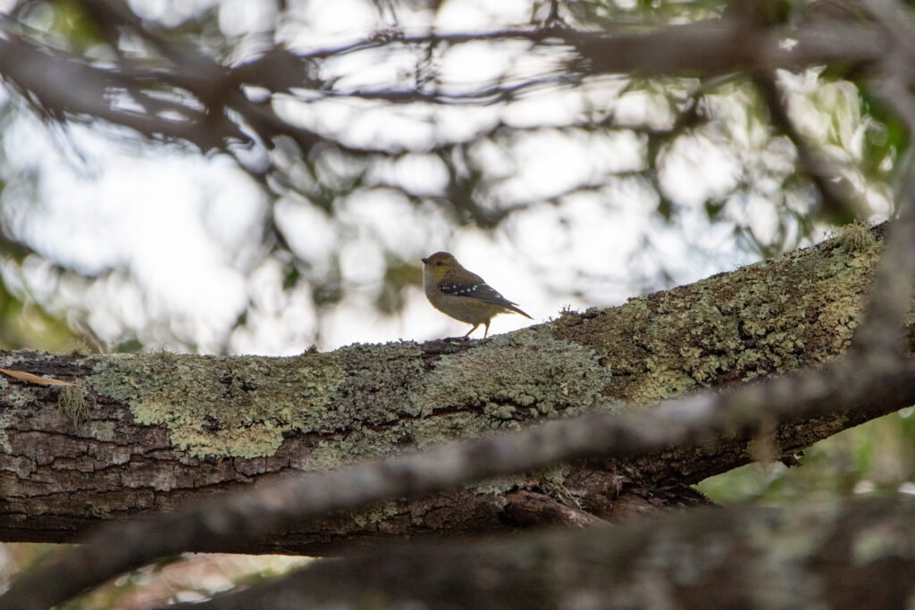 Pardalote de Tasmanie (Pardalotus quadragintus - Forty-spotted Pardalote) - Tasmanie