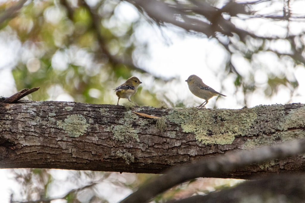 Pardalotes de Tasmanie (Pardalotus quadragintus - Forty-spotted Pardalote)