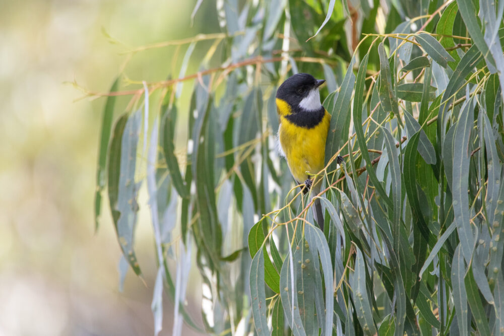 Siffleur doré (Pachycephala pectoralis - Australian Golden Whistler)