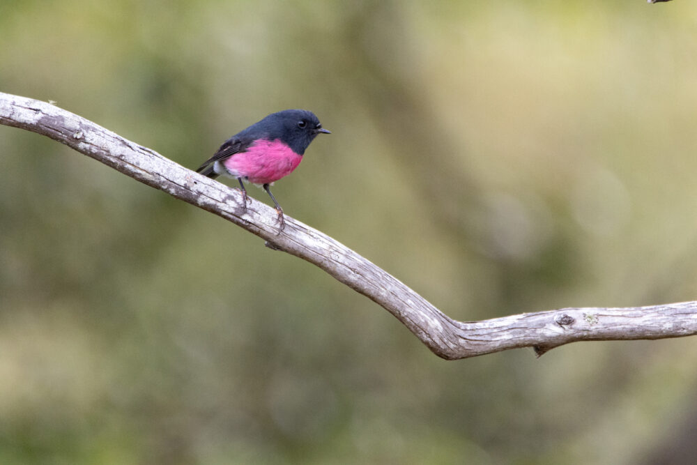 Miro incarnat (Petroica rodinogaster - Pink Robin) - Innala Garden