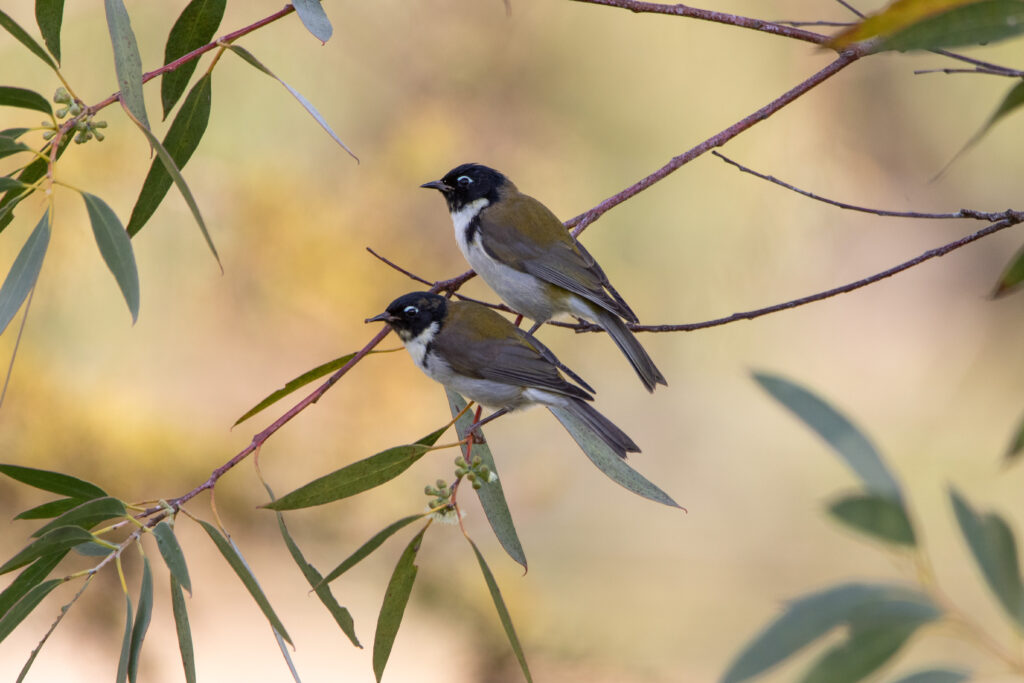 Méliphage à tête noire (Melithreptus affinis - Black-headed Honeyeater) - Tasmanie