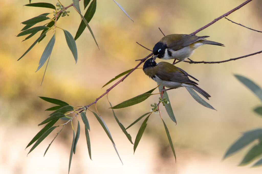 Méliphage à tête noire (Melithreptus affinis - Black-headed Honeyeater)