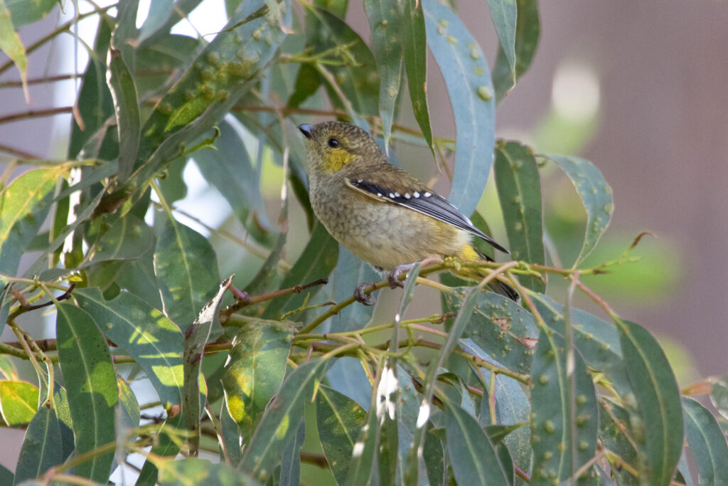 Pardalote de Tasmanie (Pardalotus quadragintus - Forty-spotted Pardalote)