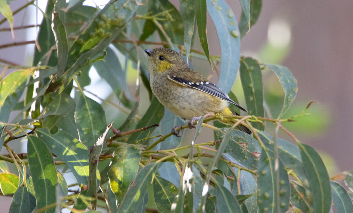 Pardalote de Tasmanie (Pardalotus quadragintus - Forty-spotted Pardalote)