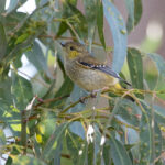 Pardalote de Tasmanie (Pardalotus quadragintus - Forty-spotted Pardalote)