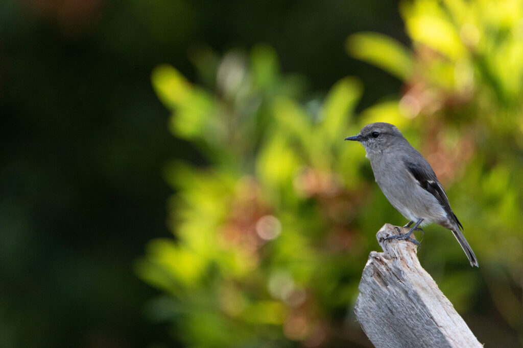 Miro de Tasmanie (Melanodryas vittata - Dusky Robin) - Tasmanie