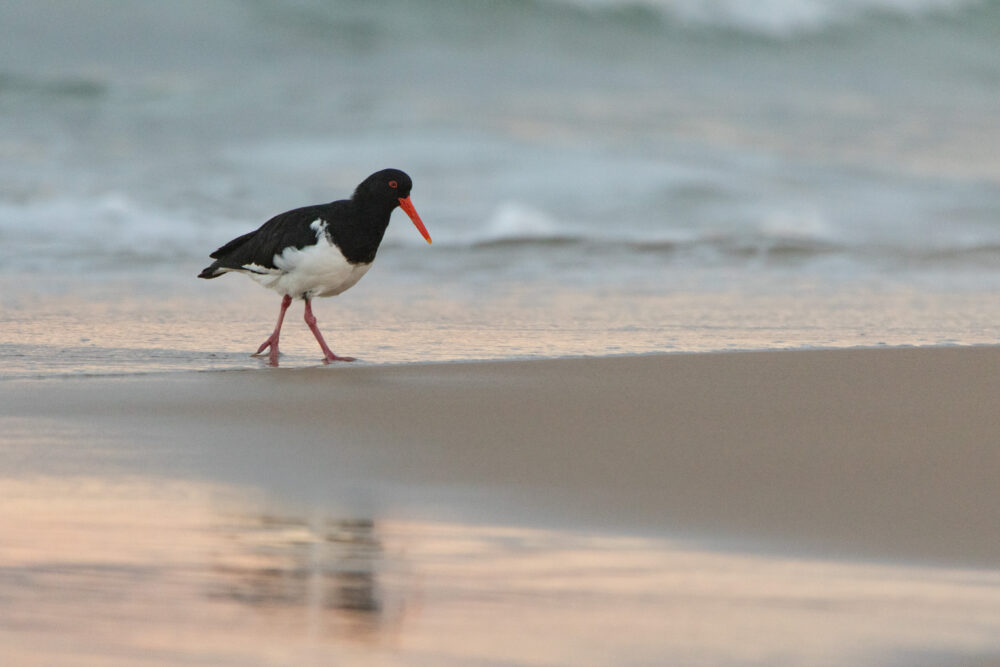 Huitrier à long bec (Haematopus longirostris - Pied Oystercatcher) 3