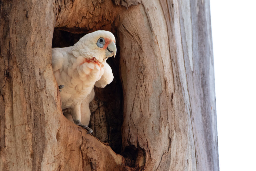 Cacatoès nasique (Cacatua tenuirostris - Long-billed Corella)