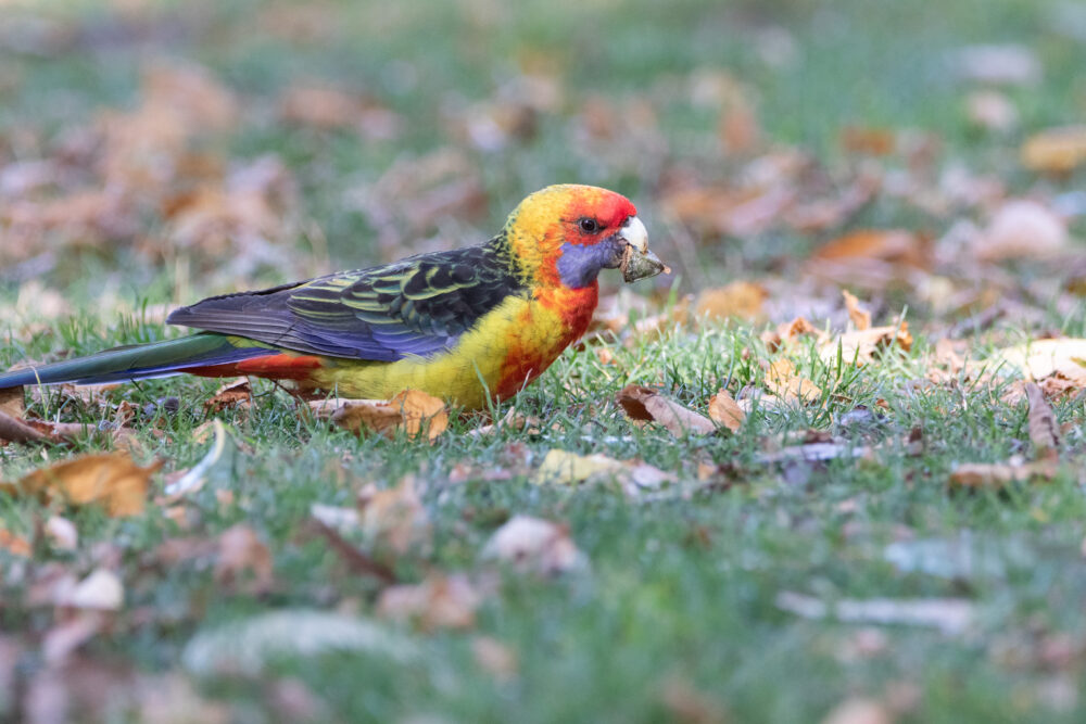 Perruche omnicolore (Platycercus eximius - Eastern Rosella) 3