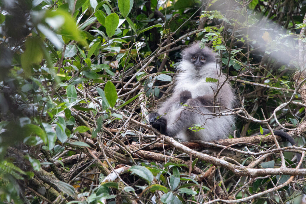 Langur argenté
