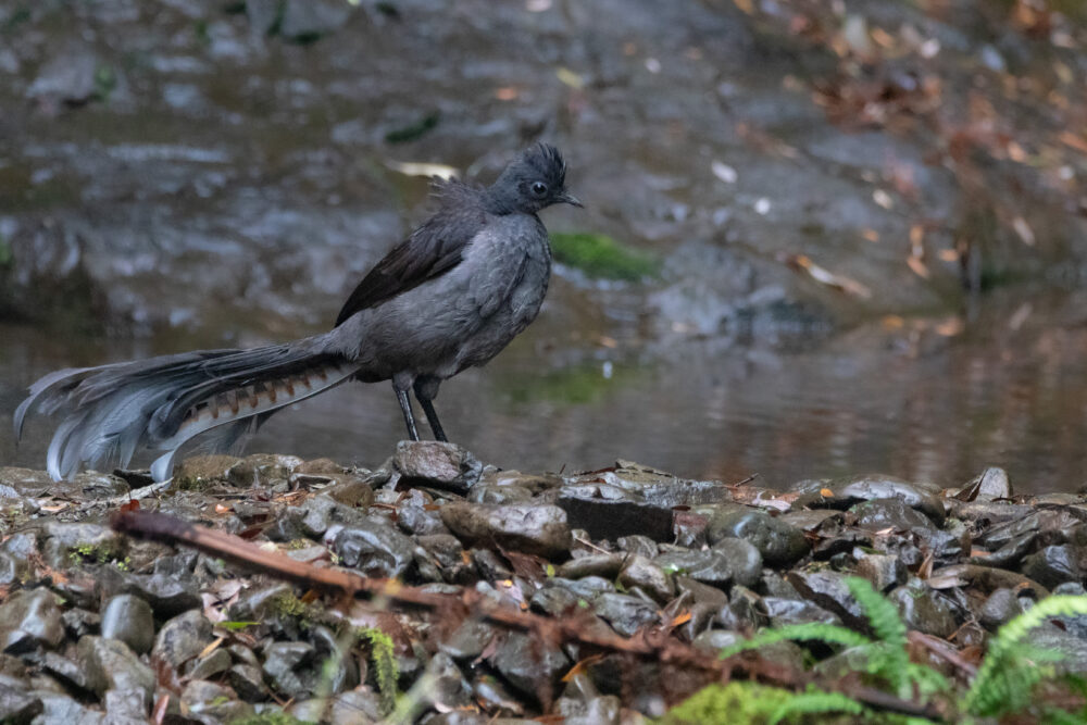 Ménure superbe (Menura novaehollandiae - Superb Lyrebird) - Tasmanie