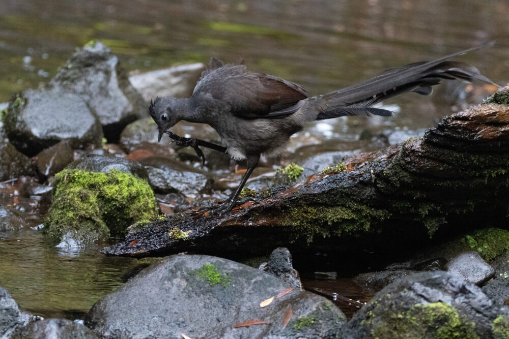 Ménure superbe (Menura novaehollandiae - Superb Lyrebird) 2