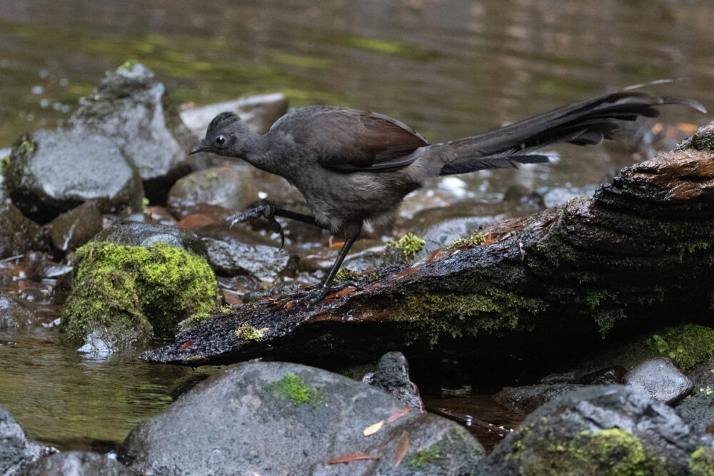 Ménure superbe (Menura novaehollandiae - Superb Lyrebird)