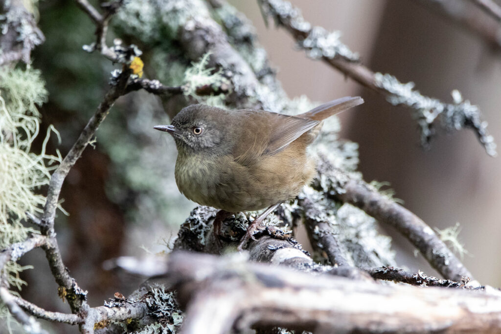 Séricorne brun (Sericornis humilis - Tasmanian Scrubwren) 2