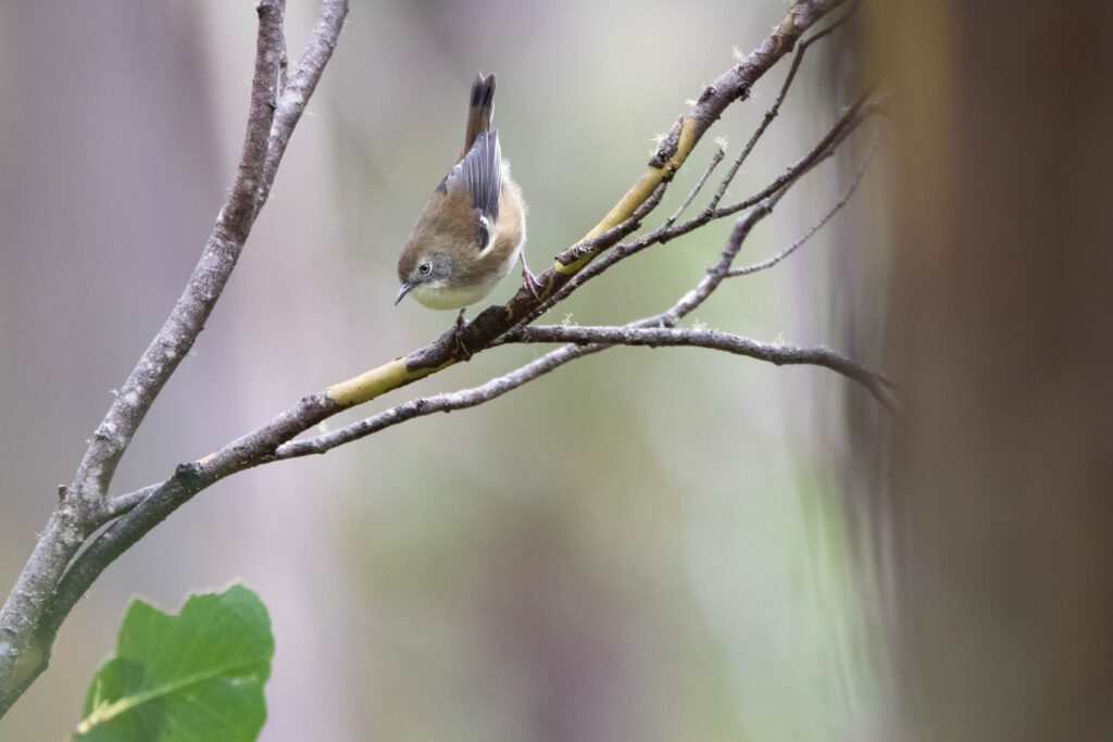 Séricorne de Tasmanie (Acanthornis magna - Scrubtit) 2