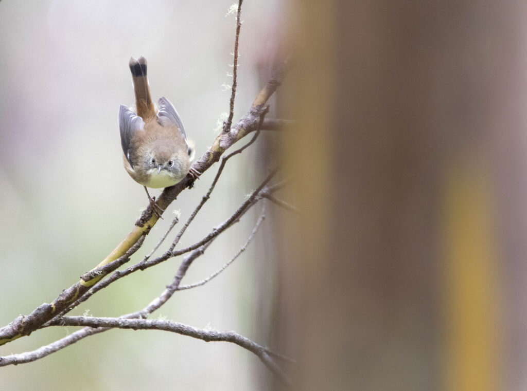 Séricorne de Tasmanie (Acanthornis magna - Scrubtit)