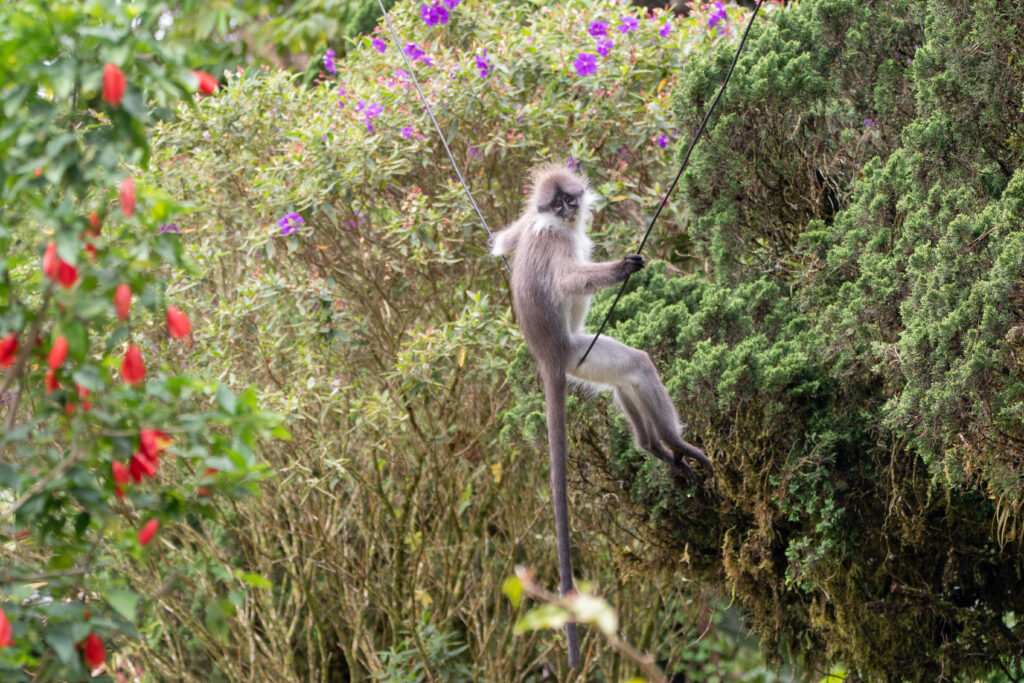 Langur argenté - Fraser's Hill