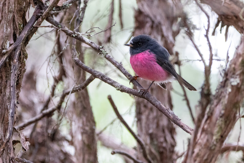 Miro incarnat (Petroica rodinogaster - Pink Robin) - Tasmanie
