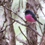 Miro incarnat (Petroica rodinogaster - Pink Robin) - Tasmanie