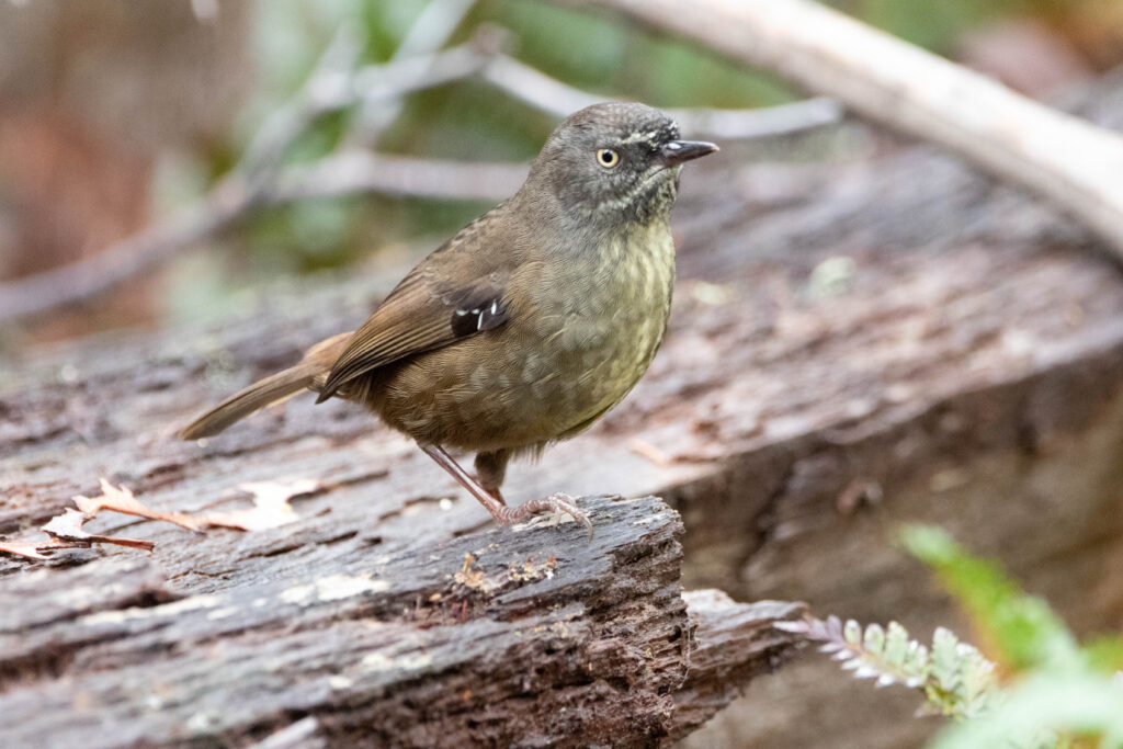 Séricorne brun (Sericornis humilis - Tasmanian Scrubwren) - Tasmanie