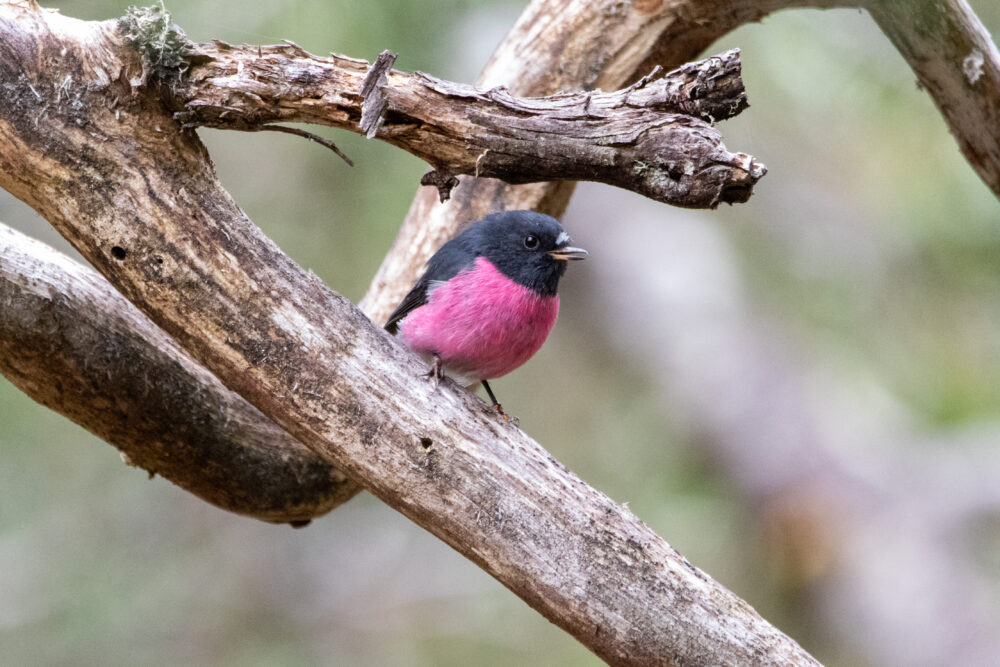 Miro incarnat (Petroica rodinogaster - Pink Robin)