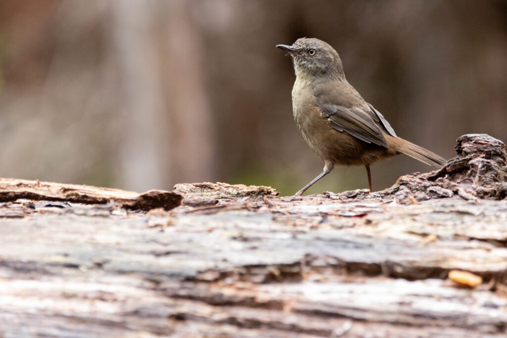 Séricorne brun (Sericornis humilis - Tasmanian Scrubwren)