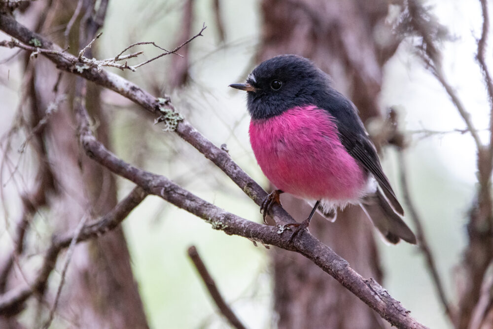 Miro incarnat (Petroica rodinogaster - Pink Robin) zoom