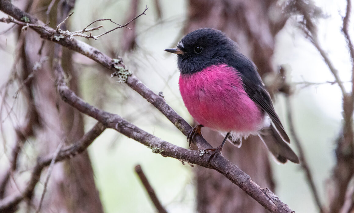 Miro incarnat (Petroica rodinogaster - Pink Robin) zoom